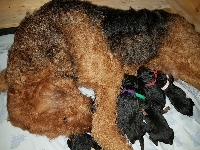 Welpen B-Wurf (Bild #2)