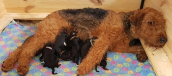 Welpen D-Wurf (Bild #1)