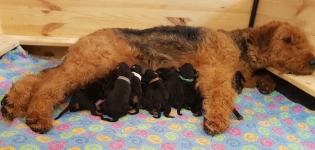 Welpen D-Wurf (Bild #2)