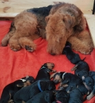 Welpen D-Wurf (Bild #5)