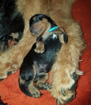 Welpen D-Wurf (Bild #11)