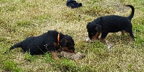 Welpen D-Wurf (Bild #24)