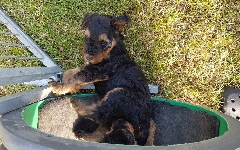 Welpen D-Wurf (Bild #23)