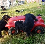 Welpen D-Wurf (Bild #21)