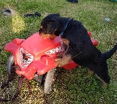 Welpen D-Wurf (Bild #20)