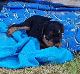 Welpen D-Wurf (Bild #18)