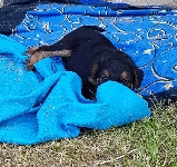 Welpen D-Wurf (Bild #17)