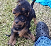 Welpen D-Wurf (Bild #16)