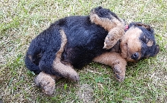 Welpen D-Wurf (Bild #15)