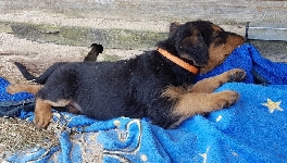 Welpen D-Wurf (Bild #14)