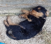 Welpen D-Wurf (Bild #13)