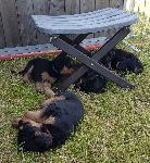 Welpen D-Wurf (Bild #12)