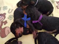 Welpen D-Wurf (Bild #9)