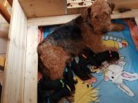 Welpen D-Wurf (Bild #10)