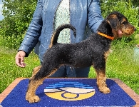 Welpen D-Wurf (Bild #24)