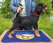 Welpen D-Wurf (Bild #24)