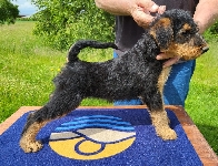 Welpen D-Wurf (Bild #24)