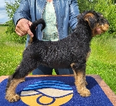 Welpen D-Wurf (Bild #24)