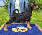 Welpen D-Wurf (Bild #24)