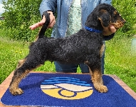 Welpen D-Wurf (Bild #24)