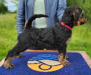 Welpen D-Wurf (Bild #24)