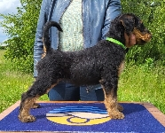 Welpen D-Wurf (Bild #24)