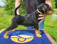 Welpen D-Wurf (Bild #24)