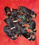 Welpen E-Wurf (Bild #01)