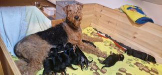 Welpen E-Wurf (Bild #04)