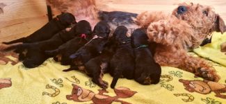 Welpen E-Wurf (Bild #07)