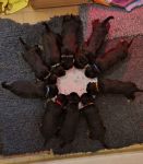 Welpen E-Wurf (Bild #08)