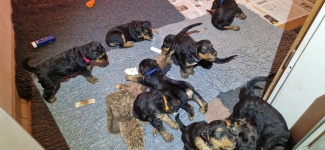 Welpen E-Wurf (Bild #09)