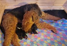 Welpen F-Wurf (Bild #01)