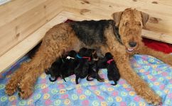 Welpen F-Wurf (Bild #03)