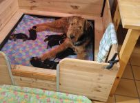 Welpen F-Wurf (Bild #04)