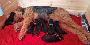 Welpen F-Wurf (Bild #05)