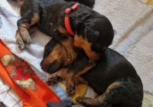 Welpen F-Wurf (Bild #06)