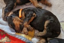 Welpen F-Wurf (Bild #07)