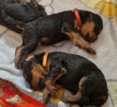 Welpen F-Wurf (Bild #08)